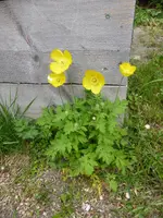 P1050484Waldscheinmohn.webp