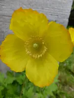 P1050485Waldscheinmohn.webp