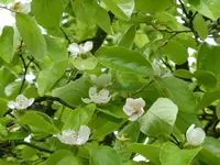 P1050497Quitte.webp