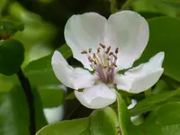 P1050498Quitte.webp