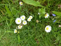 P1050499Gänseblümchen.webp