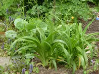 P1050512Taglilien.webp