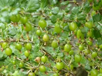 P1050517Stachelbeere.webp