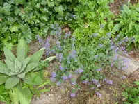P1050518Katzenminze.webp