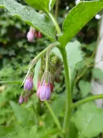P1050520Beinwell.webp