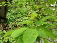 P1050521Felsenbirne.webp