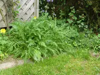P1050522Mohn.webp