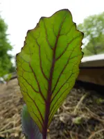 P1050524Kohlrabi.webp