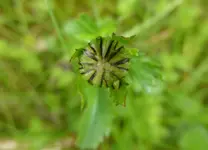 P1050526Margeritte.webp