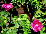 IMG_7845.JPG