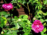 IMG_7845.webp