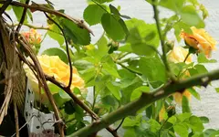 IMG_1903.webp