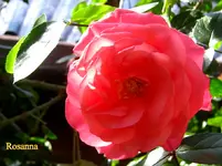 IMG_7850.JPG