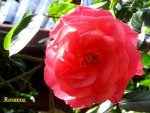 IMG_7850.JPG