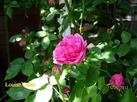 IMG_7852.JPG