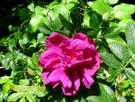 IMG_7853.JPG