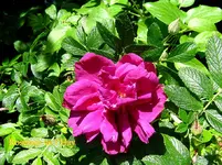 IMG_7853.webp