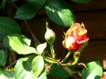 IMG_7855.JPG