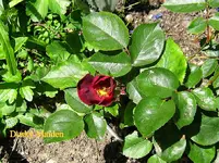IMG_7864.JPG