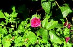 IMG_7868.JPG