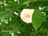 IMG_7871.webp