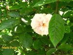 IMG_7871.JPG
