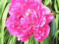 Bilda475.webp