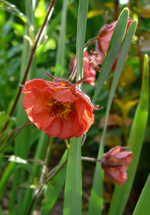P1130730.webp