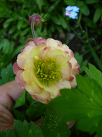 P1130738.webp