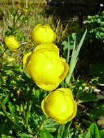 P1130731.webp