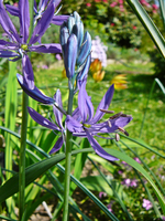 P1130734.webp