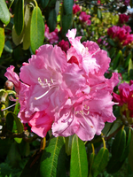 P1130740.webp