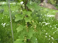 BILD6443.webp