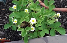 Bild 017.webp
