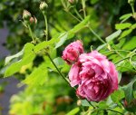 IMG_1907.JPG