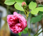 IMG_1892.JPG