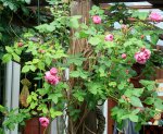 IMG_1896.JPG