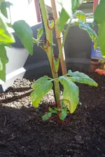 ausgeizen.webp