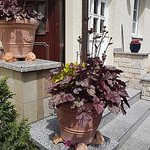 Heuchera.webp