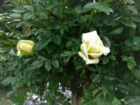 DSC09721.webp