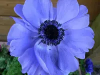 008.webp