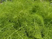 006.webp