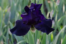 oldblackmagic-.webp