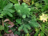 2016-06-02 Tanne oder was1.webp