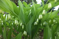 DSCF8793.webp