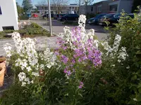 DSCN1375.jpg