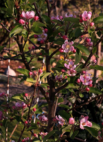 Apfelblüte Golden Bell_27042017_3_700.JPG