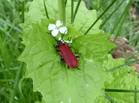 Käfer 01 Scharlachroter Feuerkäfer.webp