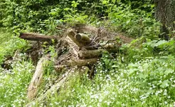 Altholz 01.jpg