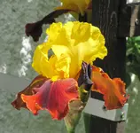 IMG_7300A.webp
